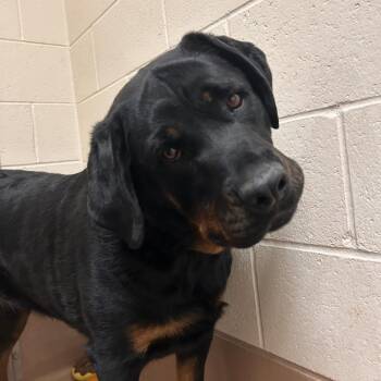 Blake -  Rottweiler Dog for Adoption in Reno, Nevada - Blake | PetCurious