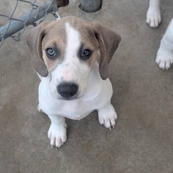 Ross -  Beagle Dog for Adoption in Fenton, Michigan - Ross | PetCurious