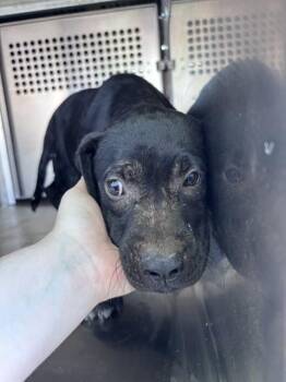 A480820 -  Pit Bull Terrier and Mixed Breed Dog for Adoption in Oklahoma City, Oklahoma - A480820 | PetCurious
