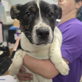 Monster Mansion -  English Bulldog and Husky Dog for Adoption in Columbia, Missouri - Monster Mansion | PetCurious