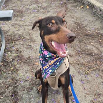Ravioli -  Doberman Pinscher Dog for Adoption in San Jacinto, California - Ravioli | PetCurious