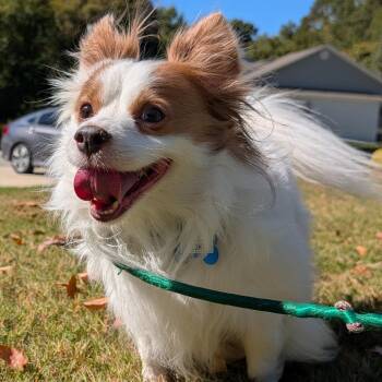 Hoke -  Chihuahua and Mixed Breed Dog for Adoption in Wake Forest, North Carolina - Hoke | PetCurious