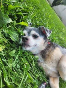 Scooby -  Mixed Breed Dog for Adoption in Montreal, Quebec - Scooby | PetCurious