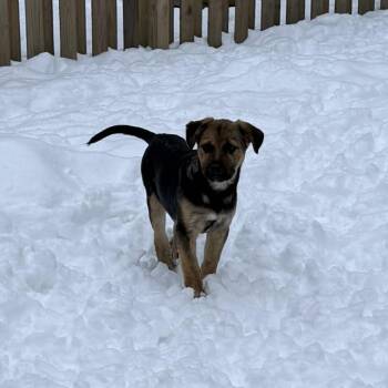 German Shepherd Dog Dogs Available for Adoption - Rosco | PetCurious