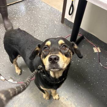 Scottie -  Mixed Breed Dog for Adoption in Columbiana, Alabama - Scottie | PetCurious