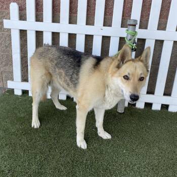 SALLY -  German Shepherd Dog and Mixed Breed Dog for Adoption in Modesto, California - SALLY | PetCurious