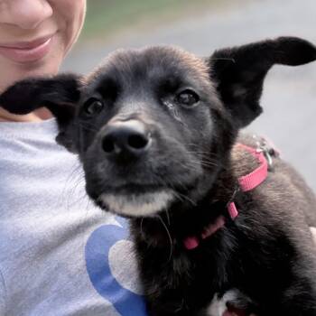 Nina -  Mixed Breed Dog for Adoption in Greensboro, North Carolina - Nina | PetCurious
