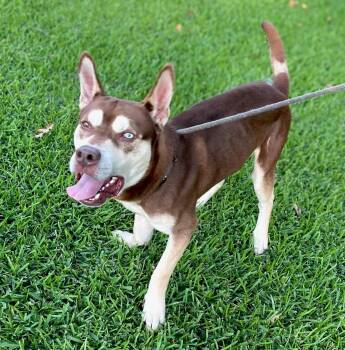 Bear -  Husky Dog for Adoption in Greenville, South Carolina - Bear | PetCurious
