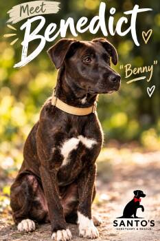 Benedict AKA Benny -  Black Mouth Cur and Black Labrador Retriever Dog for Adoption in Houston, Texas - Benedict AKA Benny | PetCurious