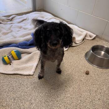 Poodle Dogs Available for Adoption in Gloucester, Virginia - Julio | PetCurious