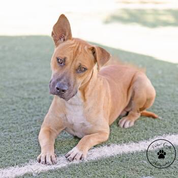 Peanut -  Black Mouth Cur and Mixed Breed Dog for Adoption in Abilene, Texas - Peanut | PetCurious
