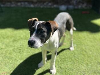 Border Collie and Mixed Breed Dogs Available for Adoption - EVEREST | PetCurious