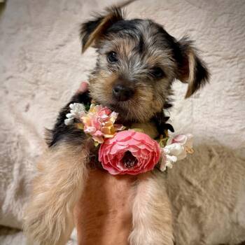 Olivia -  Terrier Dog for Adoption in Fort Worth, Texas - Olivia | PetCurious