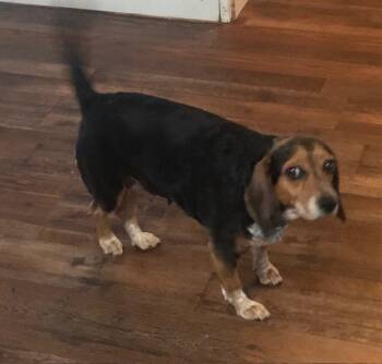 Beagle Dogs Available for Adoption in Colleyville, Texas - Lola | PetCurious
