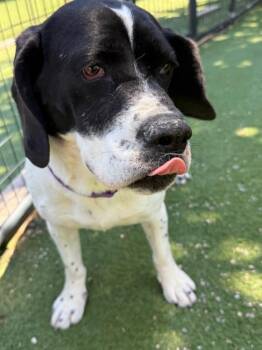 Rain -  Hound Dog for Adoption - Rain | PetCurious