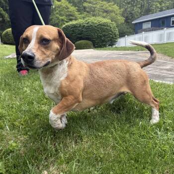 Dinky -  Beagle and Basset Hound Dog Available for Adoption in Latrobe, Pennsylvania - Dinky | PetCurious