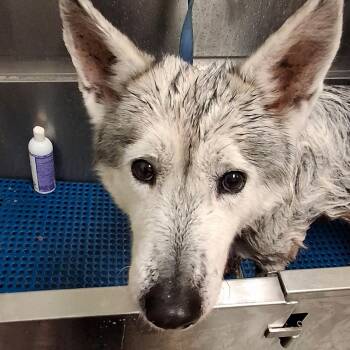 Rosie Maxxine -  Husky Dog for Adoption in Galveston, Texas - Rosie Maxxine | PetCurious