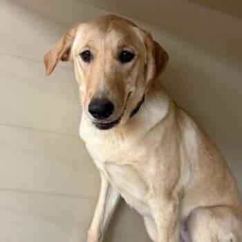 Cheetah (Keeley) -  Shepherd and Catahoula Leopard Dog Dog for Adoption in Midland, Texas - Cheetah (Keeley) | PetCurious