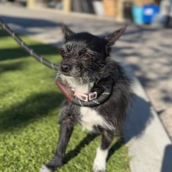 Chihuahua Dogs Available for Adoption - Roxy A2228686 | PetCurious