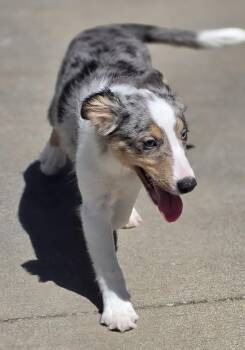 Shetland Sheepdog Sheltie Dogs Available for Adoption in Terre Haute, Indiana - Amaya | PetCurious