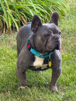 Albert -  French Bulldog Dog for Adoption in North Olmsted, Ohio - Albert | PetCurious