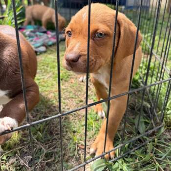 Labrador Retriever Dogs Available for Adoption in North Charleston, South Carolina - Sir Hopsalot | PetCurious