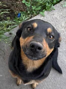 A387843 -  German Shepherd Dog Dog for Adoption in Ocala, Florida - A387843 | PetCurious