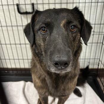 Shepherd and Mixed Breed Dogs Available for Adoption in Flagstaff, Arizona - Princess Daisy | PetCurious