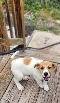 Labrador Retriever Dogs Available for Adoption in Colorado Springs, Colorado - Nadia | PetCurious