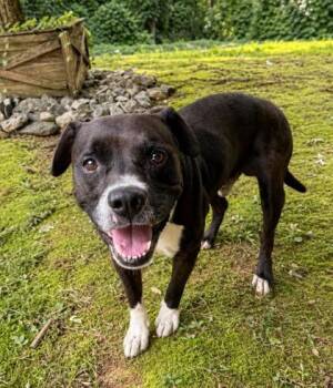 Boots -  Boxer Dog for Adoption in Dahlonega, Georgia - Boots | PetCurious