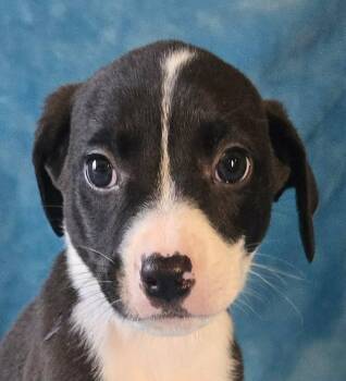 Hemlock -  Terrier and Beagle Dog for Adoption in Newport, Tennessee - Hemlock | PetCurious