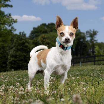 Chihuahua Dogs Available for Adoption in Franklin, Tennessee - Kiko | PetCurious
