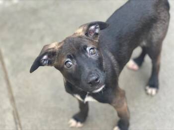 Rescue Dutch Shepherd and Mixed Breed Dogs for Adoption in Tulsa, Oklahoma - LINDA | PetCurious
