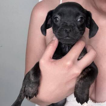 Dachshund and Basset Hound Dogs Available for Adoption in San Diego, California - Litter Of 5_Female 1 | PetCurious