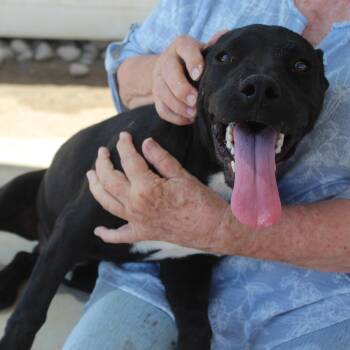 Pedro -  Black Labrador Retriever and Pit Bull Terrier Dog for Adoption in Yucca Valley, California - Pedro | PetCurious