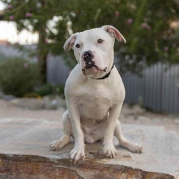 Yuna -  Pit Bull Terrier Dog for Adoption in Palm Springs, California - Yuna | PetCurious