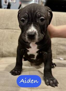Pit Bull Terrier Dogs Available for Adoption - Aiden | PetCurious