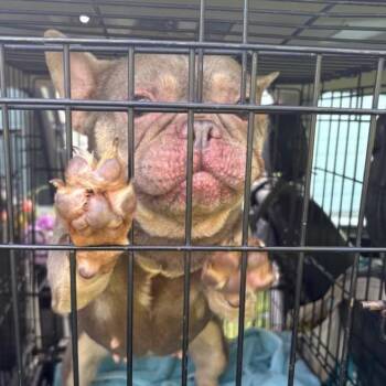 French Bulldog Dogs Available for Adoption in Normal, Illinois - Belle Elle | PetCurious