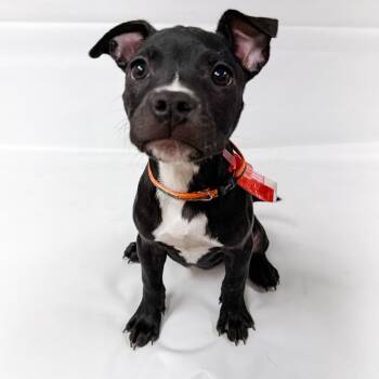 1074 (2026) Raven -  Mixed Breed Dog for Adoption in Parker, Colorado - 1074 (2026) Raven | PetCurious