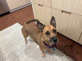 Chiweenie and Corgi Dogs Available for Adoption - Becca | PetCurious