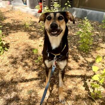 Ducky -  Mixed Breed Dog for Adoption in Truckee, California - Ducky | PetCurious
