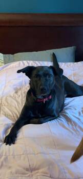Rescue Black Labrador Retriever and Border Collie Dogs for Adoption in Washougal, Washington - Raven | PetCurious