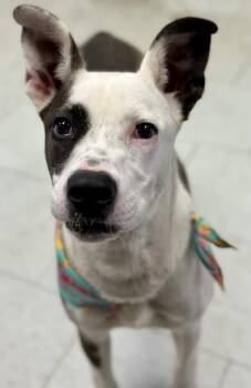Pit Bull Terrier Dogs Available for Adoption in Eagle, Idaho - Boo --Courtesy Post. Out Of Town Pet. See Below For Details-- | PetCurious