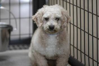 Rescue Miniature Poodle Dogs for Adoption in Peyton, Colorado - Benjamin | PetCurious