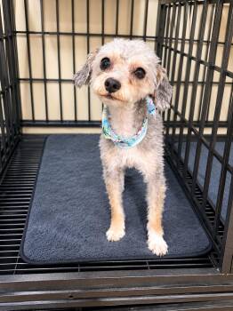 Tigger -  Poodle Dog for Adoption in Las Vegas, Nevada - Tigger | PetCurious