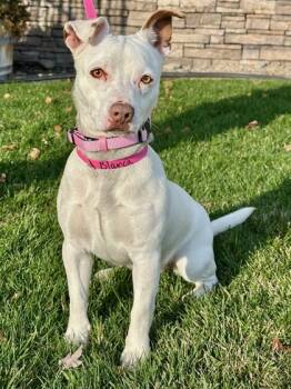 Rescue Cardigan Welsh Corgi and Pit Bull Terrier Dogs for Adoption in Yakima, Washington - Blanca | PetCurious