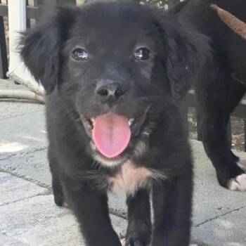 Moon -  Collie and Labrador Retriever Dog Available for Adoption in Calabash, North Carolina - Moon | PetCurious