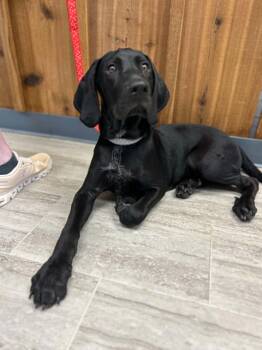Dort aka Hank -  Black And Tan Coonhound and Bluetick Coonhound Dog for Adoption in Clinton, Wisconsin - Dort Aka Hank | PetCurious