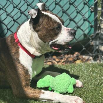 Bella -  Mixed Breed Dog for Adoption in Asheville, North Carolina - Bella | PetCurious