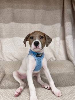 JJ -  Mixed Breed Dog for Adoption in Mount Pleasant, South Carolina - JJ | PetCurious